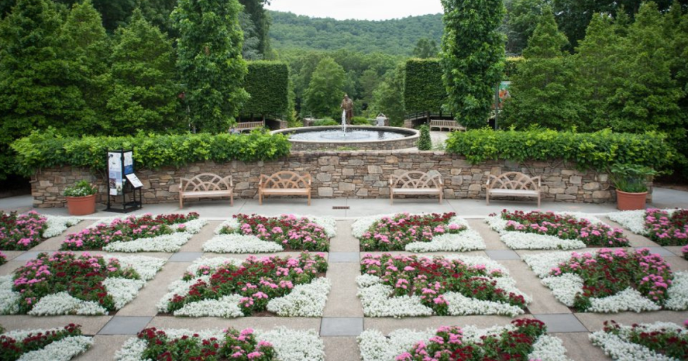 a close up of a flower garden