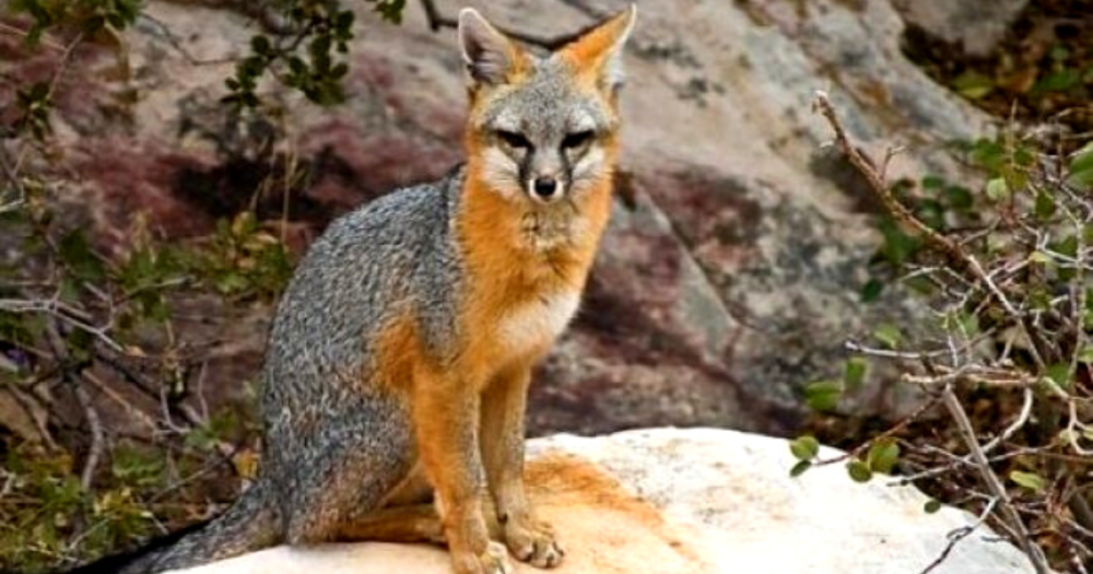 Fox sitting on stone